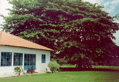 Casa de meus pais em Manguinhos, descrita no livro 'Tropical Sol da Liberdade'.